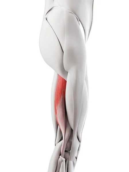 Mužská Anatomie Ukazuje Biceps Femoris Longus Sval Počítačové Ilustrace — Stock fotografie