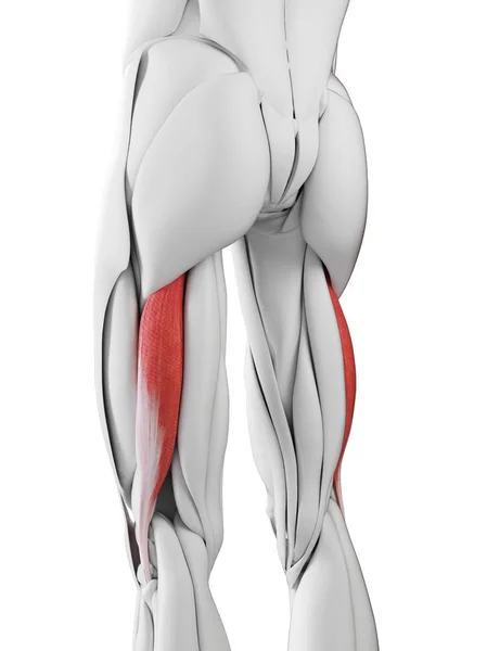 Anatomia Masculina Mostrando Bíceps Femoris Músculo Longo Ilustração Computador — Fotografia de Stock