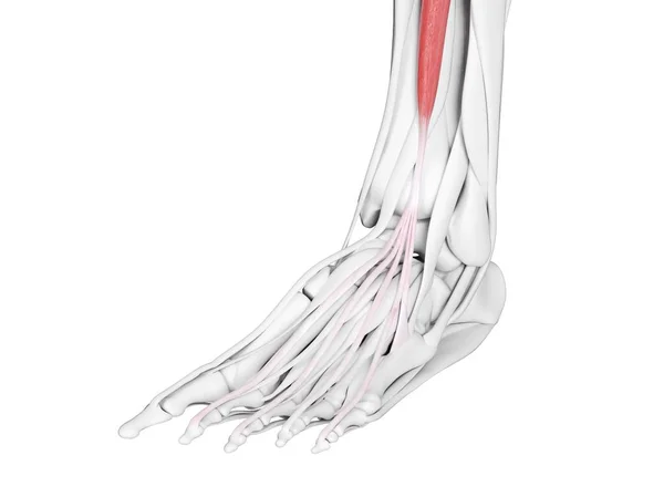 Man Anatomi Visar Extensor Digitorum Longus Muskel Dator Illustration — Stockfoto