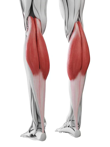 Anatomia Masculina Mostrando Músculo Gastrocnêmio Ilustração Computacional — Fotografia de Stock