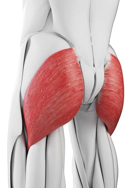 Anatomía Masculina Que Muestra Músculo Glúteo Máximo Ilustración Por Computadora —  Fotos de Stock