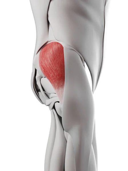 Anatomia Męska Pokazuje Mięsień Pośladkowy Gluteus Medius Ilustracja Komputerowa — Zdjęcie stockowe