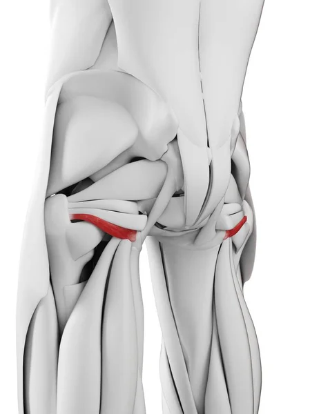 Anatomía Masculina Que Muestra Músculo Gemelo Inferior Ilustración Por Computadora — Foto de Stock