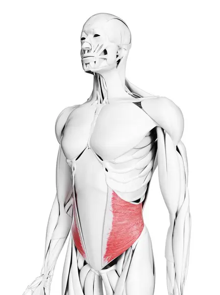 Мужская Анатомия Внутренней Косой Мышцей Компьютерная Иллюстрация — стоковое фото
