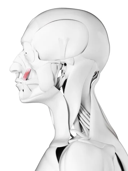 Męska Anatomia Pokazuje Mięsień Levator Anguli Oris Ilustracja Komputerowa — Zdjęcie stockowe