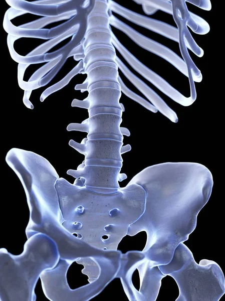 Поясничный Позвоночник Скелете Человека Цифровая Иллюстрация — стоковое фото