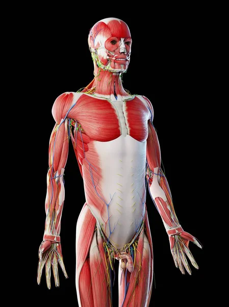 Male Anatomy Muscular System Computer Illustration — Stock Photo, Image