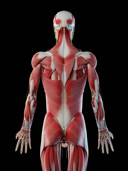 Anatomía Masculina Sistema Muscular Ilustración Por Ordenador — Foto de Stock