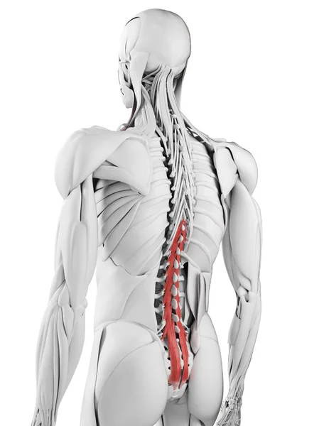 Męska Anatomia Pokazująca Mięśnie Multifidus Ilustracja Komputerowa — Zdjęcie stockowe