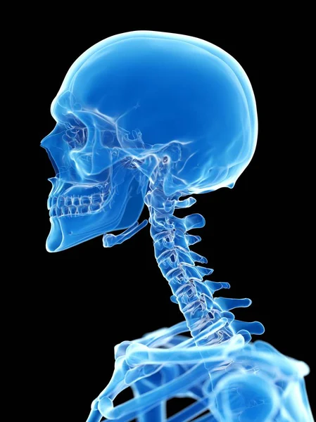 Anatomi Mänskliga Skelett Hals Ben Dator Illustration — Stockfoto