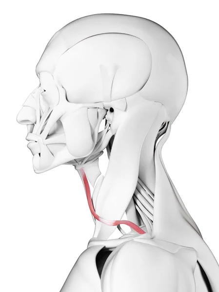 Anatomie Masculine Montrant Muscle Omohyoïde Illustration Ordinateur — Photo