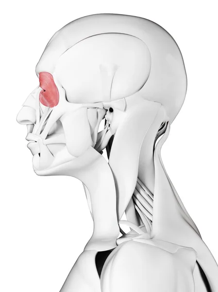 Männliche Anatomie Mit Muskel Orbicularis Oculi Computerillustration — Stockfoto