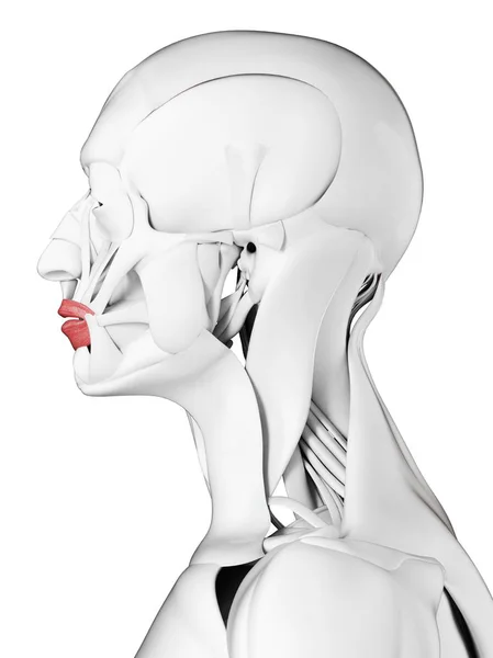 Anatomia Maschile Che Mostra Muscolo Orbicularis Oris Illustrazione Computer — Foto Stock