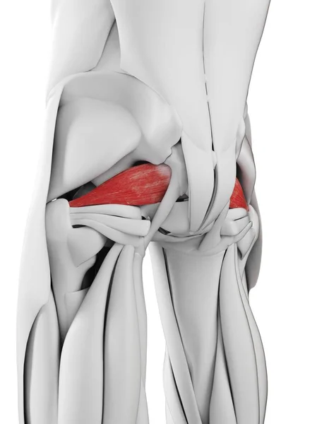 Anatomia Masculina Mostrando Músculo Piriforme Ilustração Computacional — Fotografia de Stock