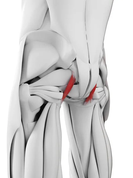 Corpo Masculino Com Ligamentos Sacrotuberous Coloridos Ilustração Computacional — Fotografia de Stock