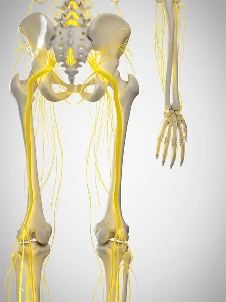 Human Sciatic Nerves Computer Illustration — Stock Photo, Image