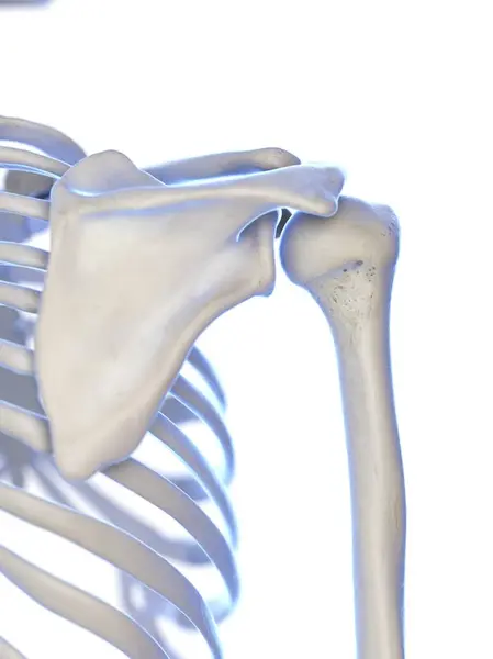 Esqueleto Humano Con Articulación Del Hombro Ilustración Digital —  Fotos de Stock