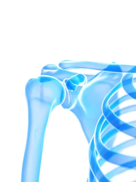 Human Skeleton Shoulder Joint Digital Illustration — Stock Photo, Image