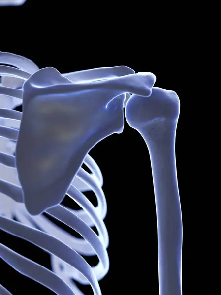 Human Skeleton Shoulder Joint Digital Illustration — Stock Photo, Image