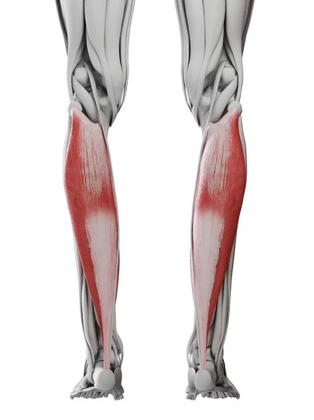 Мужская Анатомия Показывающая Мышцы Солеуса Компьютерная Иллюстрация — стоковое фото