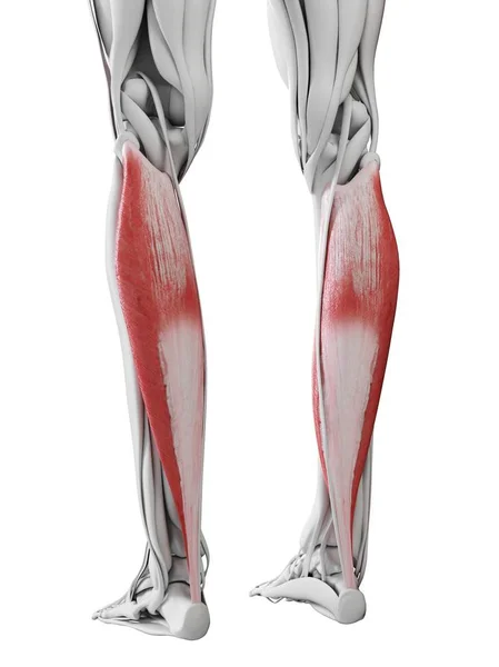 显示Soleus肌肉的男性解剖 计算机图解 — 图库照片
