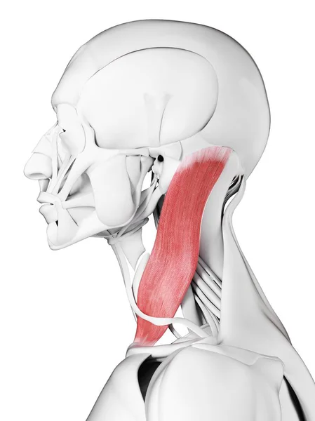 Mužská Anatomie Zobrazující Sternoclaidomastoidní Sval Počítačová Ilustrace — Stock fotografie