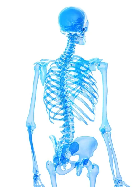 Anatomie Van Menselijke Skelet Thorax Botten Computer Illustratie — Stockfoto