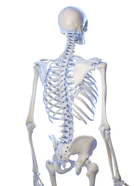 Anatomie Van Menselijke Skelet Thorax Botten Computer Illustratie — Stockfoto