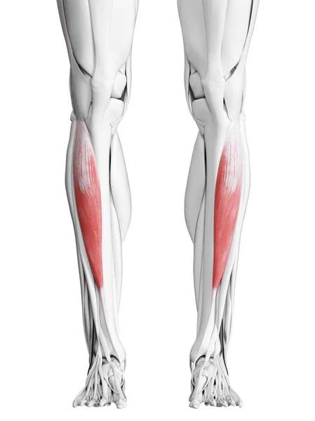 Anatomie Masculine Montrant Muscle Antérieur Tibialis Illustration Par Ordinateur — Photo