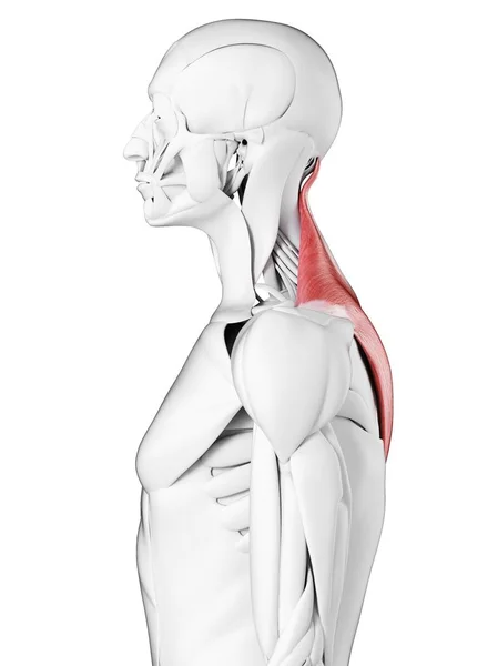 Male Anatomy Showing Trapezius Muscle Computer Illustration — Stock Photo, Image