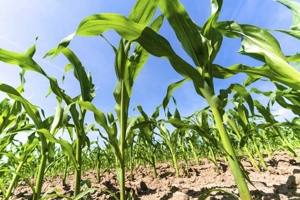 Young Corn Crops Field Sunlight Blue Sky Close — Stock Photo, Image