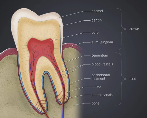 Corte Transversal Dente Molar Ilustração Digital — Fotografia de Stock