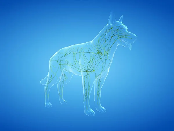 Structuur Van Het Lymfestelsel Van Hond Met Lymfevaten Digitale Illustratie — Stockfoto