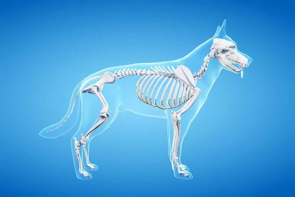 Δομή Σκελετού Σκύλου Απεικόνιση Υπολογιστή — Φωτογραφία Αρχείου