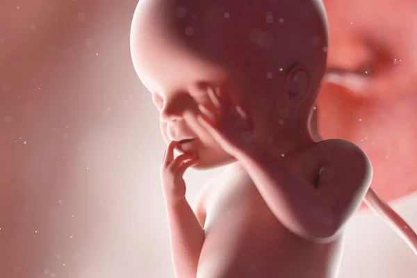 Realistische Menselijke Foetus Week Computer Illustratie — Stockfoto