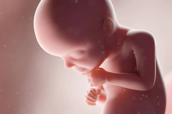 Realistic Human Fetus Week Computer Illustration — Stock Photo, Image