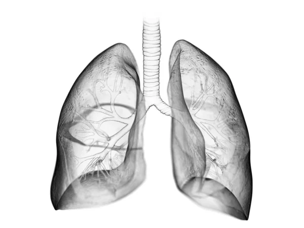 Human Lungs Computer Illustration — Stock Photo, Image