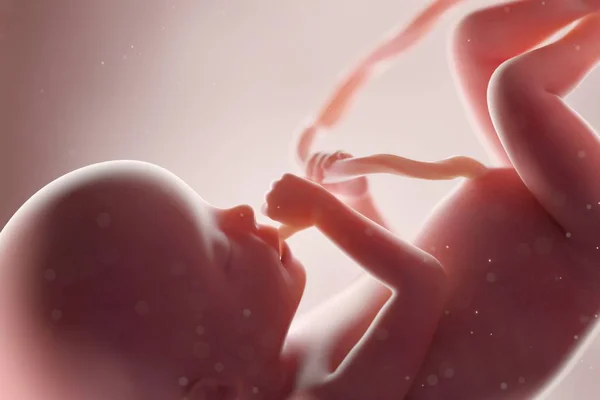 Realistische Menselijke Foetus Week Computer Illustratie — Stockfoto