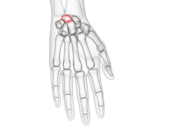 Osso Lunado Esqueleto Corpo Humano Ilustração Computacional — Fotografia de Stock