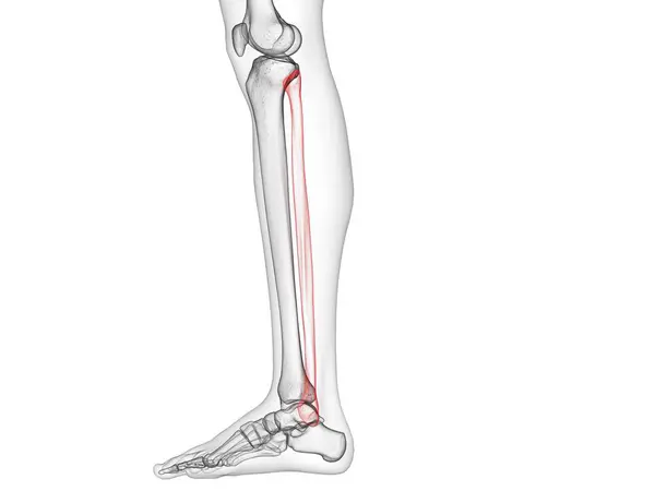 透明人体中的腓骨 计算机图解 — 图库照片