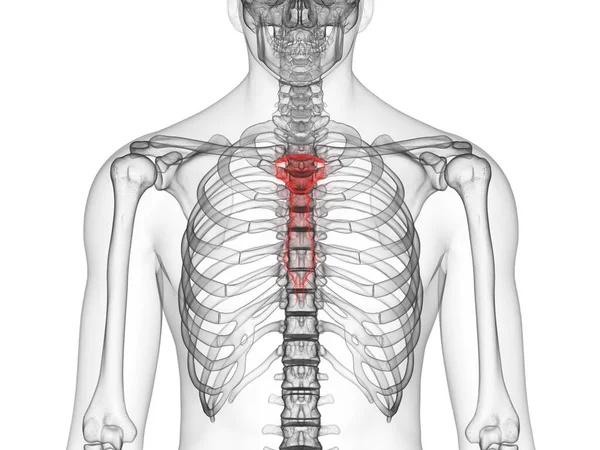 Silueta Esqueleto Humano Transparente Con Hueso Mamario Detallado Ilustración Digital — Foto de Stock