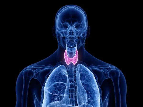 Transparent Male Silhouette Visible Thyroid Gland Computer Illustration — ストック写真