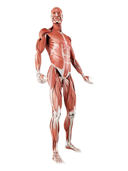 Male Musculature Full Length Digital Illustration Isolated White Background — Stok fotoğraf