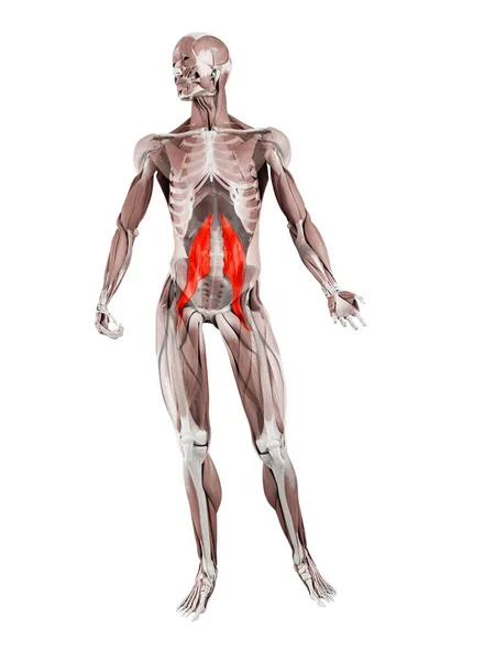 Fizyczna Męska Figura Szczegółowym Psoas Głównych Mięśni Ilustracja Cyfrowa — Zdjęcie stockowe