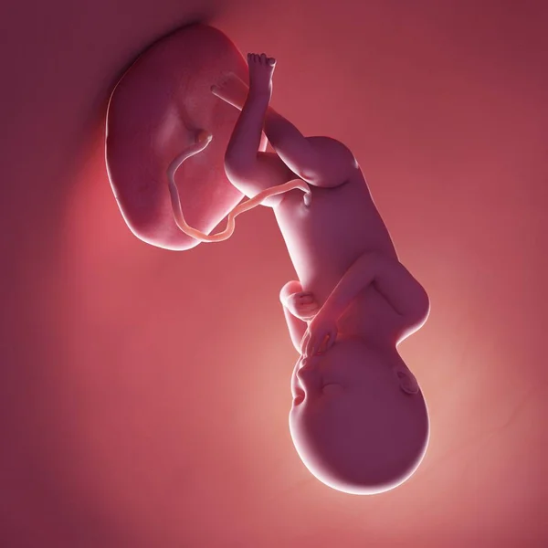Realistic Human Fetus Week Computer Illustration — Stock Photo, Image