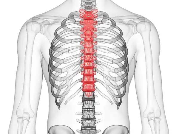 Abstract Male Silhouette Visible Thoracic Spine Computer Illustration — Stock Photo, Image
