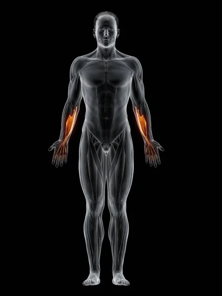 抽象的な男性の体の詳細なフレキサージギタリウム表面筋 コンピュータイラスト — ストック写真