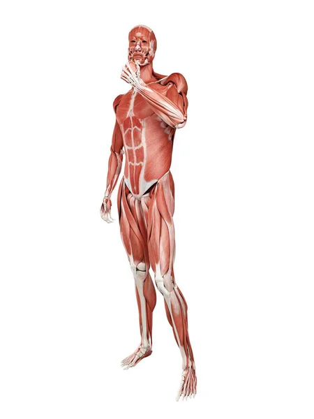 Male Musculature Full Length Digital Illustration Isolated White Background — 图库照片