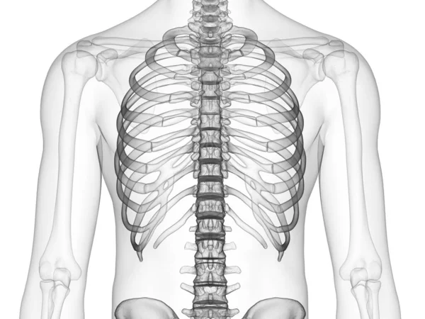 Thorax Bones Ray Digital Illustration Human Body — 스톡 사진