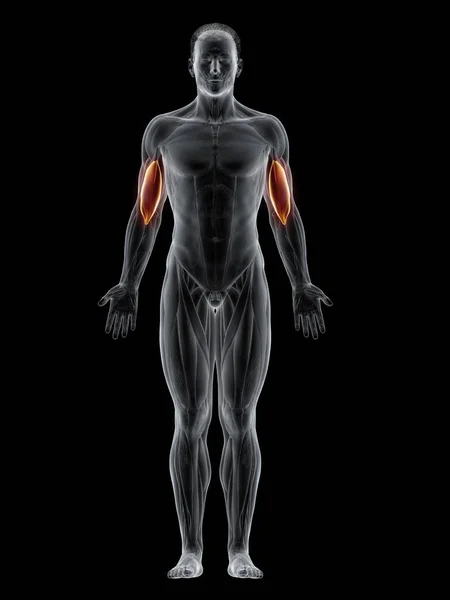 Corpo Masculino Com Visível Colorido Músculo Braquial Ilustração Computador — Fotografia de Stock
